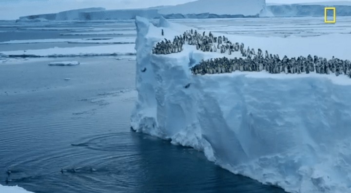Đàn chim cánh cụt Nam Cực 'đu trend' ra khơi tìm kho báu, sự thật là?