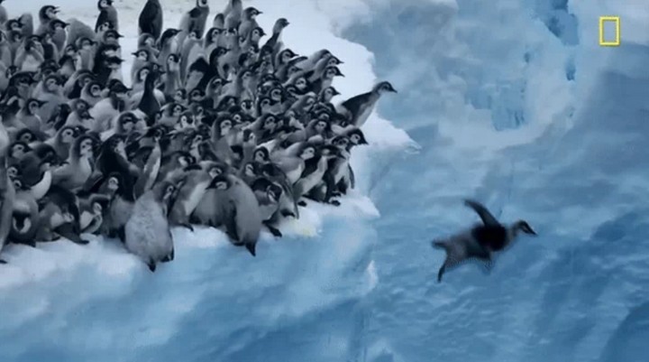 Đàn chim cánh cụt Nam Cực 'đu trend' ra khơi tìm kho báu, sự thật là?