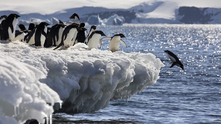Đàn chim cánh cụt Nam Cực 
