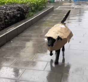 Chữa lành hệ nghèo, cô gái cho chó cưng mặc áo mưa độc lạ Bình Dương