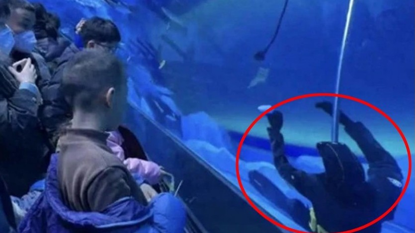 Một thợ lặn chết đuối trong thủy cung, nhiều du khách cứ nghĩ là "hình nộm"
