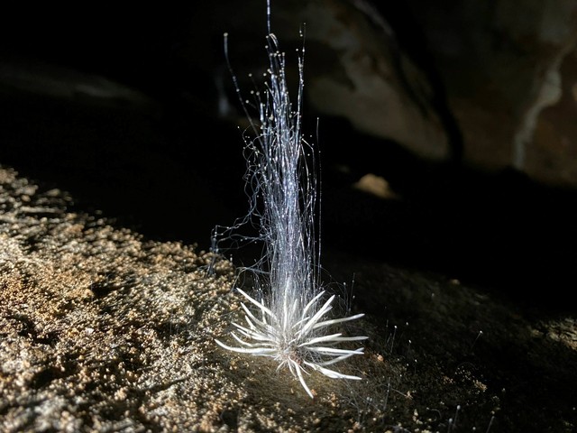 Phát hiện thủy quái bắn 'dịch trắng' trong hang động Phong Nha - Kẻ Bàng