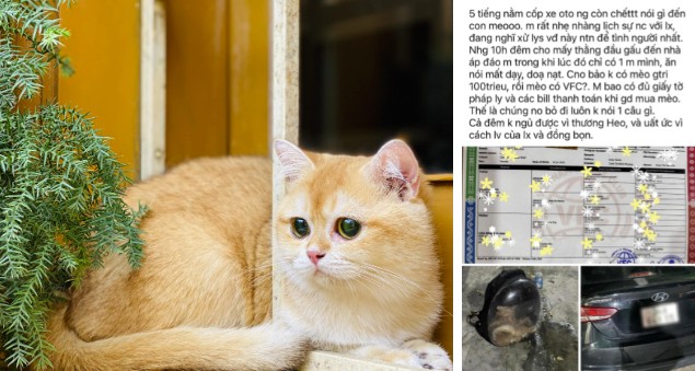 Chú mèo trị giá 80 triệu đã qua đời sau khi bị nhét trong cốp xe suốt 5 tiếng