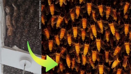 Kinh hoàng phát hiện hơn 180.000 con ong làm tổ ngay trên trần nhà