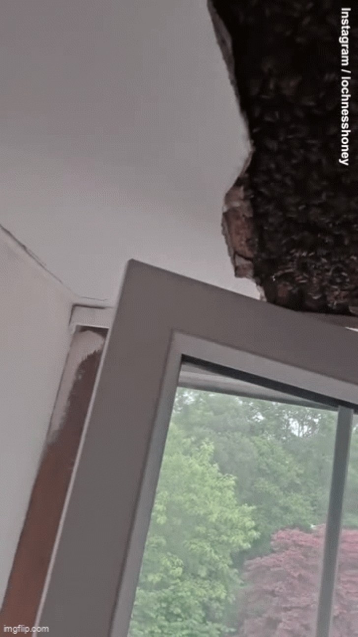 Người đàn ông kinh hoàng khi phát hiện hơn 180.000 con ong làm tổ ngay trên trần nhà