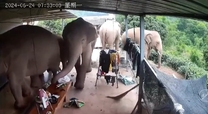 Đàn voi 'siêu to khổng lồ' kéo vào nhà dân mở tiệc buffet và cái kết