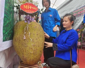 Lạng Sơn: Bổ quả mít khổng lồ 56 kg, cả làng ngỡ ngàng thấy thứ bên trong...