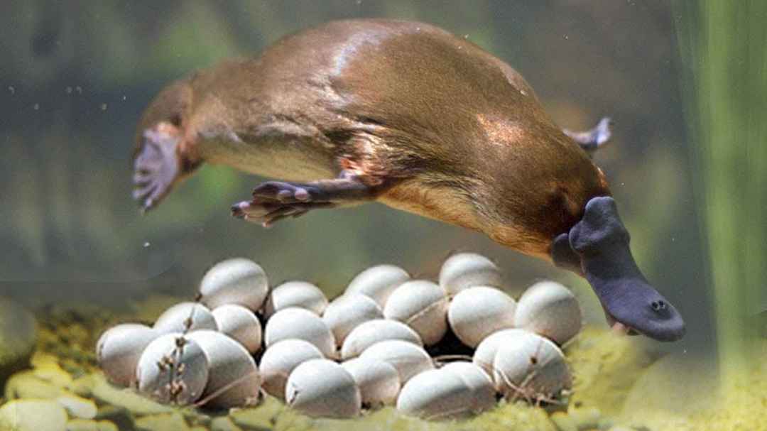 Thú mỏ vịt đẻ trứng hay đẻ con? Điều bí ẩn về loài thú có vú duy nhất đẻ  trứng
