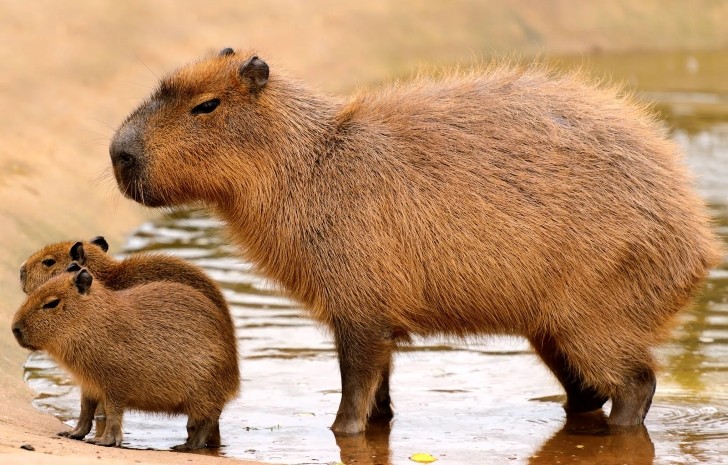 Capybara mẹ bất lực nhìn con mình bị cá sấu nuốt chửng