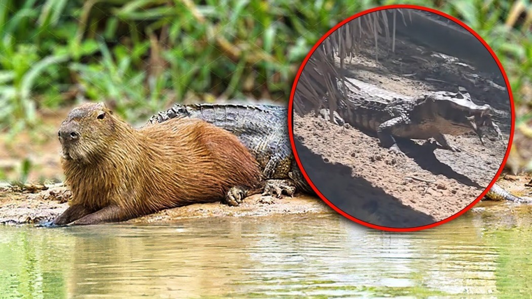 Capybara mẹ bất lực nhìn con mình bị cá sấu nuốt chửng