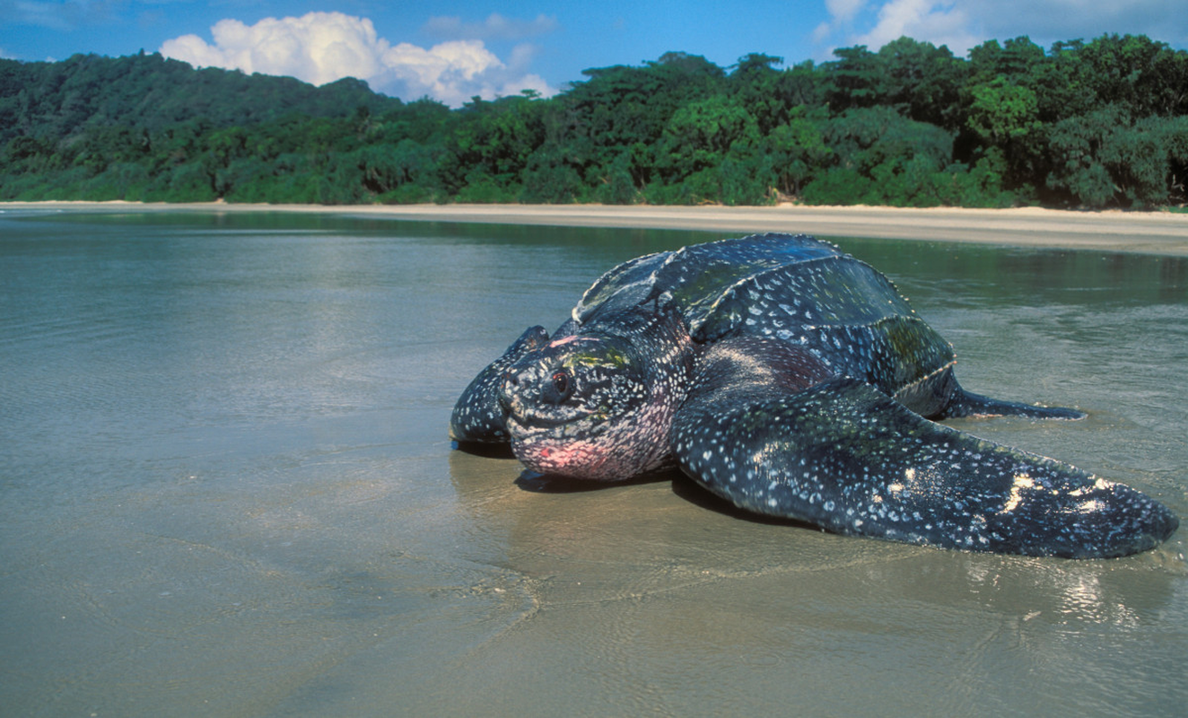 Rùa da khủng cực hiếm trong sách đỏ được thả ở Quảng Nam