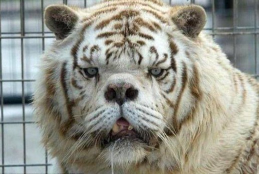 Con hổ trắng đầu tiên trên thế giới bị mắc bệnh Down vì giao phối cận huyết