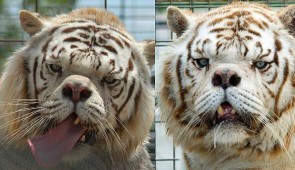 Con hổ trắng đầu tiên trên thế giới bị mắc bệnh Down vì giao phối cận huyết