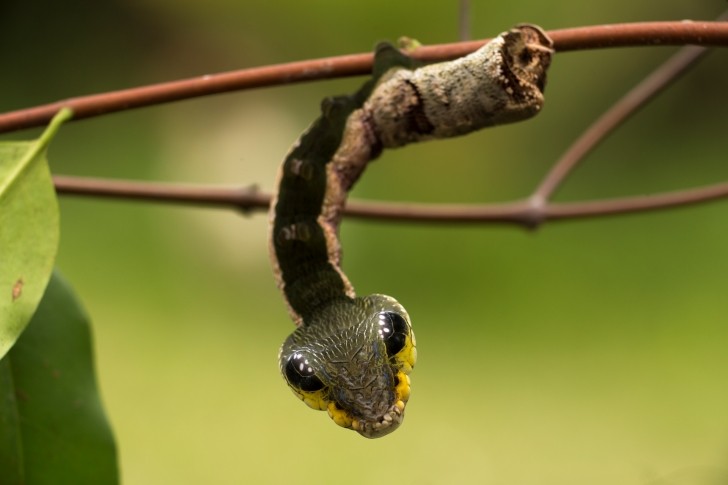 Loài sâu bướm có hình thù giống rắn khiến ai thấy cũng hoảng hồn