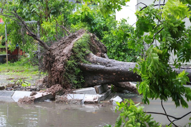 Những hình ảnh cập nhật ở Quảng Ninh ngay lúc này: Bão số 2 gây mưa rất to, cây gãy đổ xuống đường- Ảnh 1.