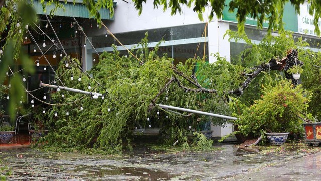 Cập nhật tình hình bão số 2 ở Quảng Ninh: Mưa lớn, cây gãy đổ la liệt