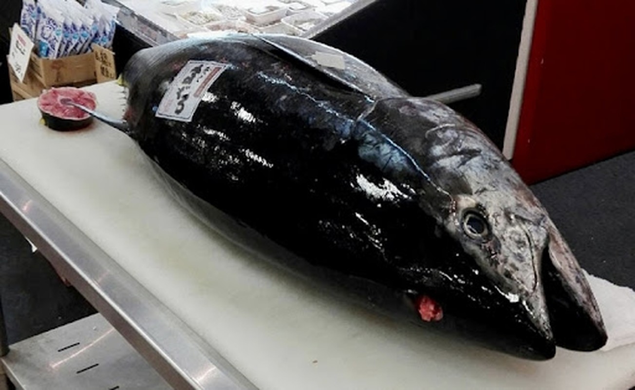 Đại gia 'móc ví' săn cá ngừ hàng hiếm với giá 7,1 tỷ