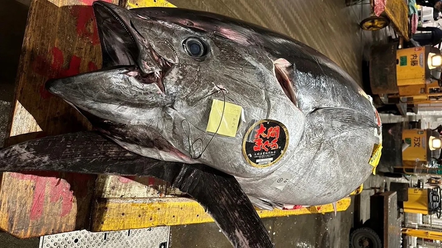 Đại gia 'móc ví' săn cá ngừ hàng hiếm với giá 7,1 tỷ