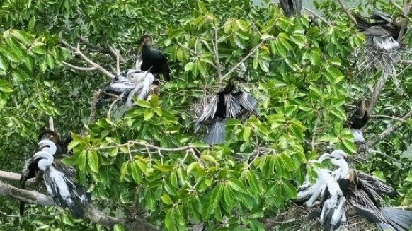 Loài chim có nguy cơ tuyệt chủng bất ngờ xuất hiện tại Đồng Nai