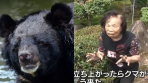 Gấu đen bị bà cụ 82 tuổi 'đi đường quyền' vì đụng nhầm thứ dữ