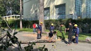 Nguyên nhân nhánh cây gãy đè chết người tập thể dục ở công viên Tao Đàn