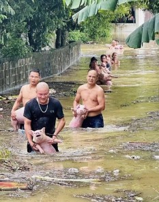 Cứu hộ đàn lợn giữa bão lũ, cố gắng không bỏ rơi động vật!