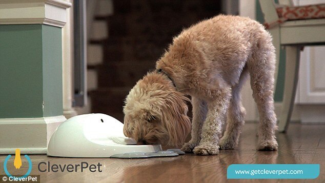2FD7FE1E00000578-0-The_idea_for_CleverPet_debuted_on_the_Kickstarter_system_in_2014-a-35_1452091557990