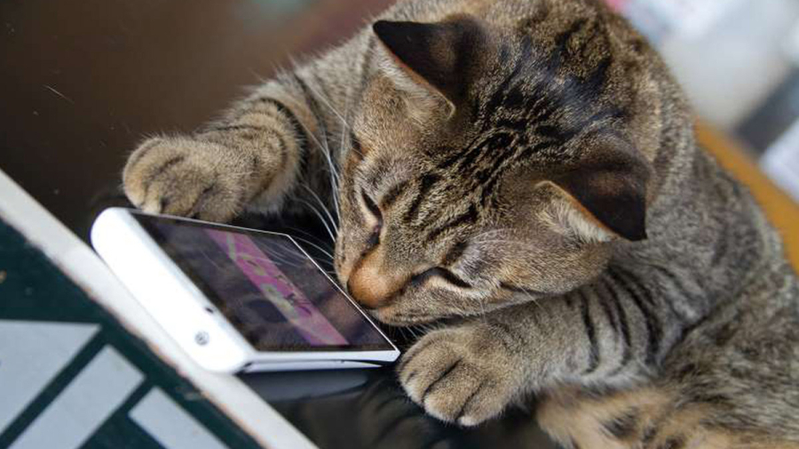 Top 7 tựa game cho mèo chơi hay nhất trên Android và iOS